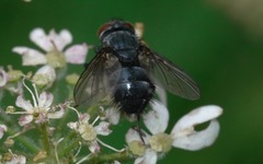 Epicampocera succincta