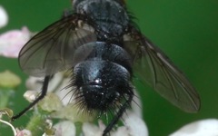 Epicampocera succincta