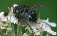 Epicampocera succincta