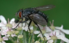 Epicampocera succincta