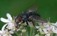 Epicampocera succincta