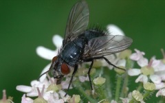 Epicampocera succincta