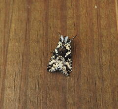 Syngrapha rectangula