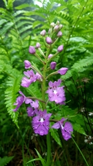 Platanthera grandiflora