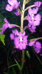 Platanthera grandiflora