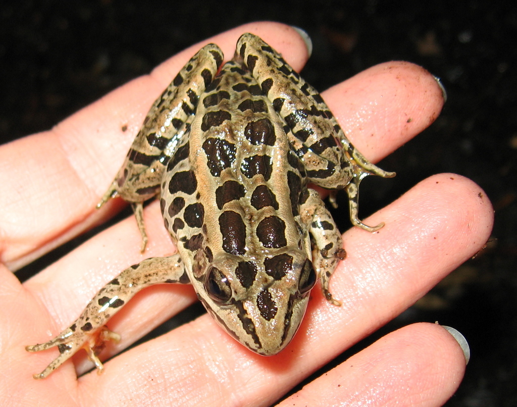 leopard frog vs pickerel frog