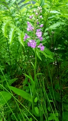 Platanthera grandiflora