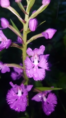 Platanthera grandiflora
