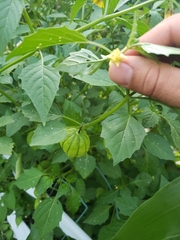 Physalis ixocarpa