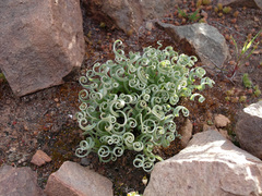 Albuca concordiana