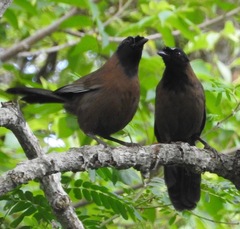 Pterorhinus chinensis