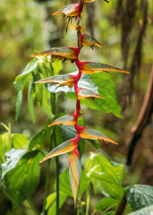 Heliconia griggsiana