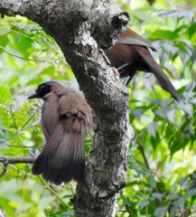 Pterorhinus chinensis