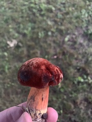 Rubroboletus
