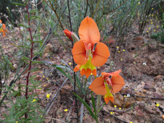 Gladiolus pulcherrimus
