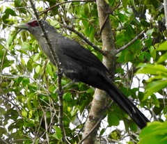 Phaenicophaeus tristis