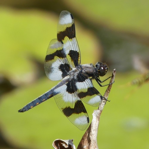 Eight-spotted Skimmer