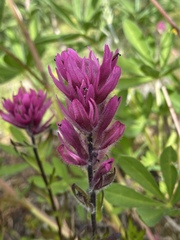 Castilleja parviflora olympica