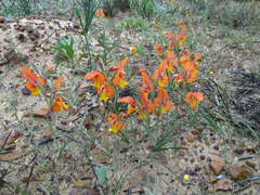 Gladiolus pulcherrimus