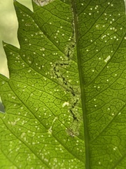Liriomyza carphephori