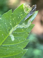 Liriomyza carphephori