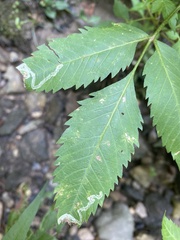 Liriomyza carphephori