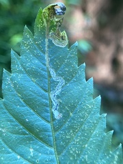 Liriomyza carphephori