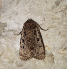 Amphipyra effusa