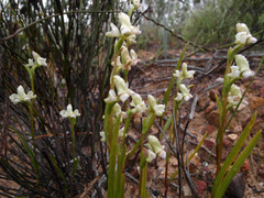 Disperis circumflexa aemula