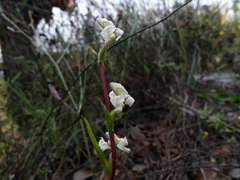 Disperis circumflexa aemula