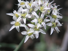 Allium plummerae