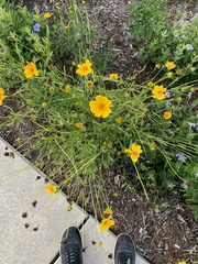 Coreopsis palmata