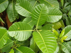 Tabernaemontana dichotoma