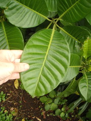 Tabernaemontana dichotoma