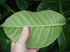 Tabernaemontana dichotoma