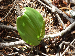 Malaxis macrostachya