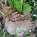 Basket Ferns - Photo (c) 106611639464075912591, some rights reserved (CC BY-NC-SA), uploaded by Jonathan Hiew