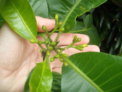 Tabernaemontana dichotoma