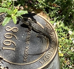 Sceloporus occidentalis