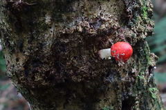 Leratiomyces erythrocephalus