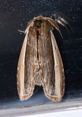Truncaptera truncata