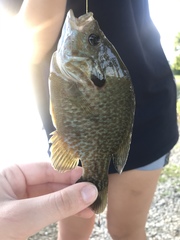 Lepomis gibbosus × cyanellus