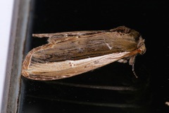 Truncaptera truncata