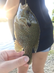 Lepomis gibbosus × cyanellus