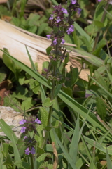 Stachys agraria