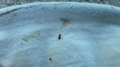 Coleoptera
