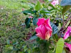 Hibiscus rosa-sinensis