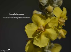 Verbascum longibracteatum