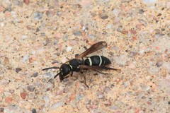 Ancistrocerus catskill