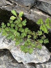 Conioselinum chinense